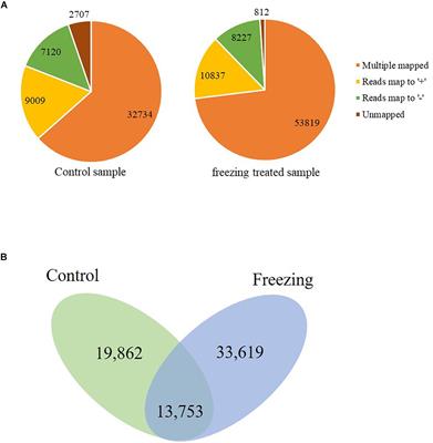 Isoform Sequencing Provides Insight Into Freezing Response of Common Wheat (Triticum aestivum L.)